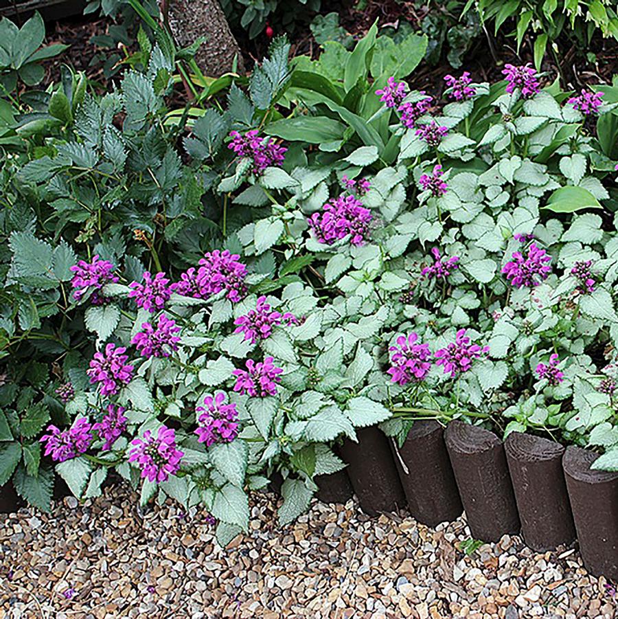 Lamium maculatum Purple Dragon