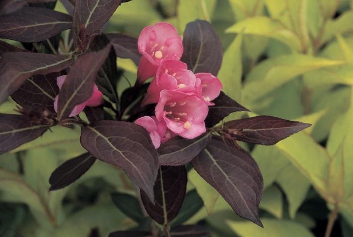 Weigela florida Wine & Roses®