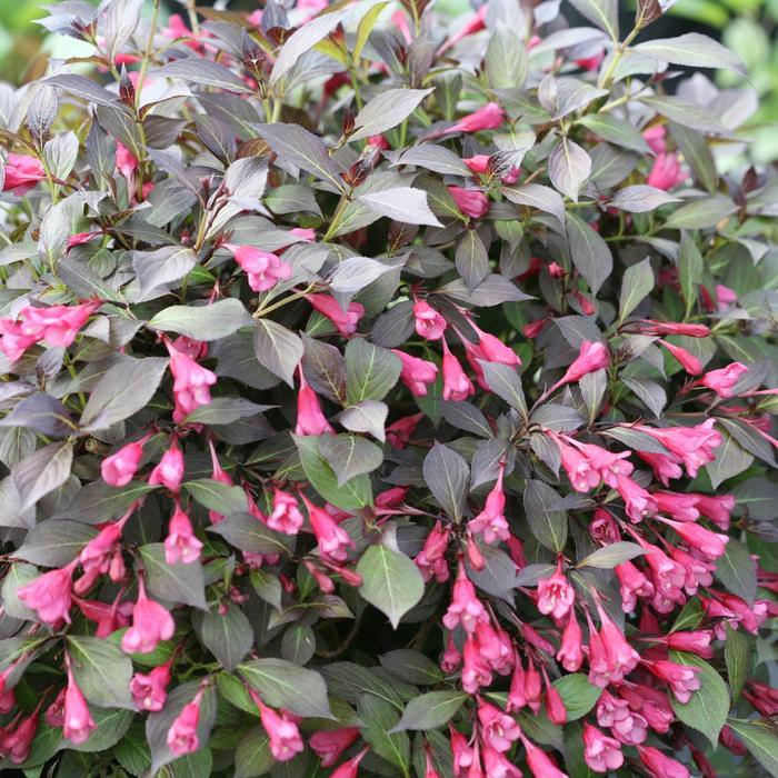 Weigela florida Midnight Wine Shine®