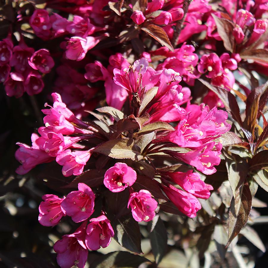 Weigela florida Minor Black