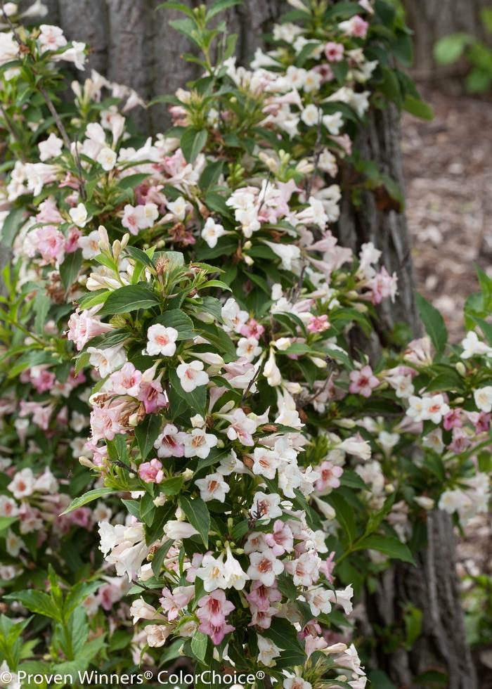 Weigela florida Sonic Bloom® Pearl