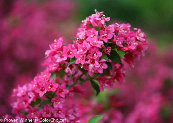 Weigela florida Sonic Bloom® Pink