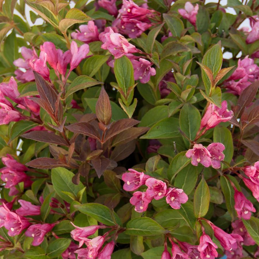 Weigela Date Night™ Strobe