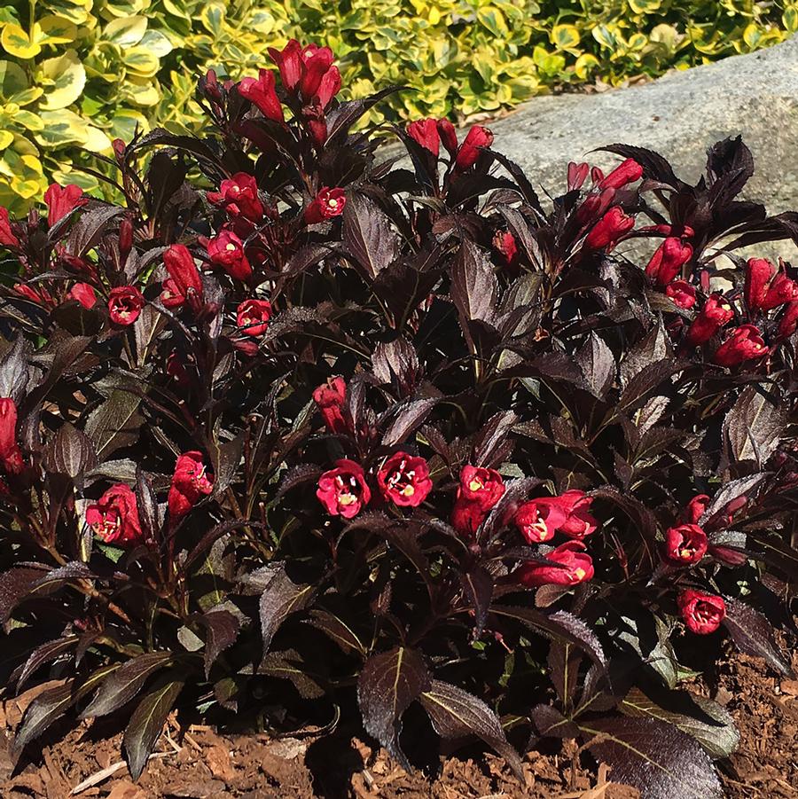 Weigela Date Night™ Electric Love®