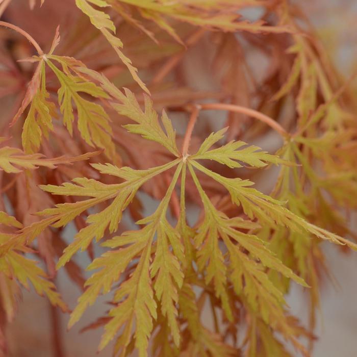 Acer palmatum var. dissectum Orangeola