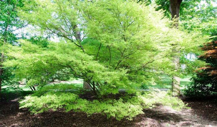 Acer palmatum var. dissectum Seiryu