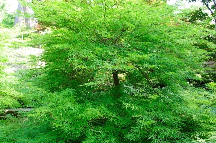 Acer palmatum var. dissectum Viridis