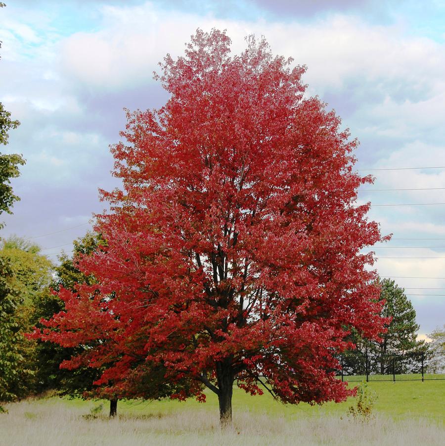 Acer rubrum Redpointe®