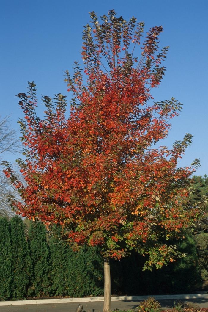 Acer x freemanii Autumn Blaze®