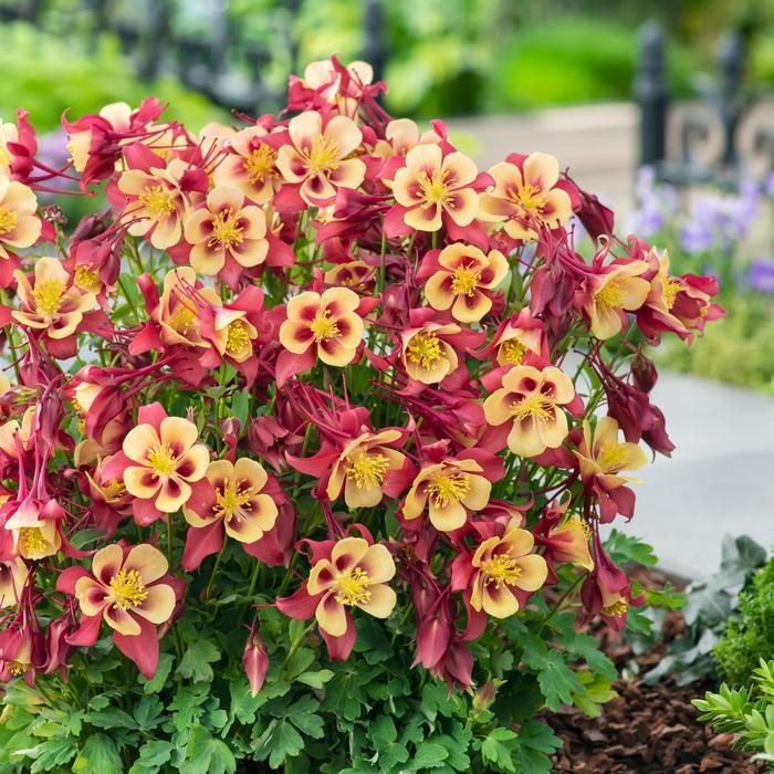 Aquilegia caerulea Earlybird™ Red Yellow