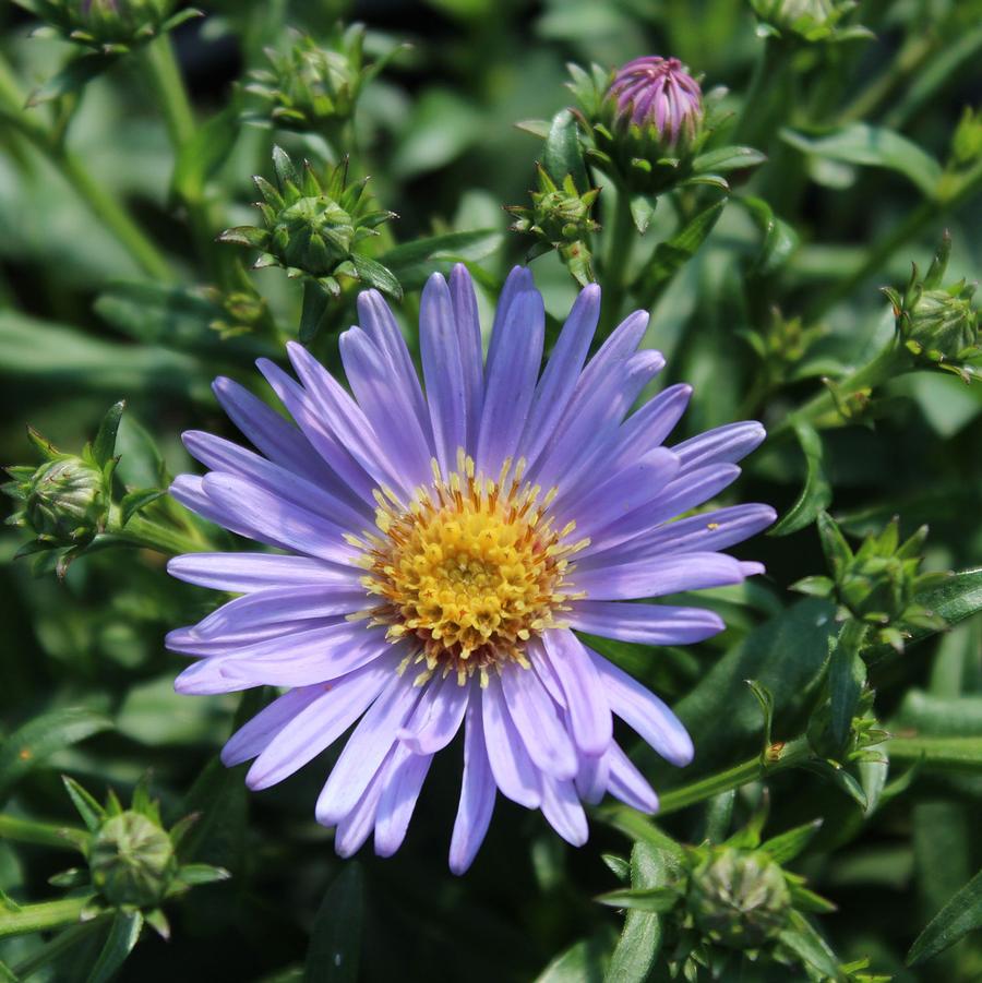 Aster novi-belgii Wood's Blue