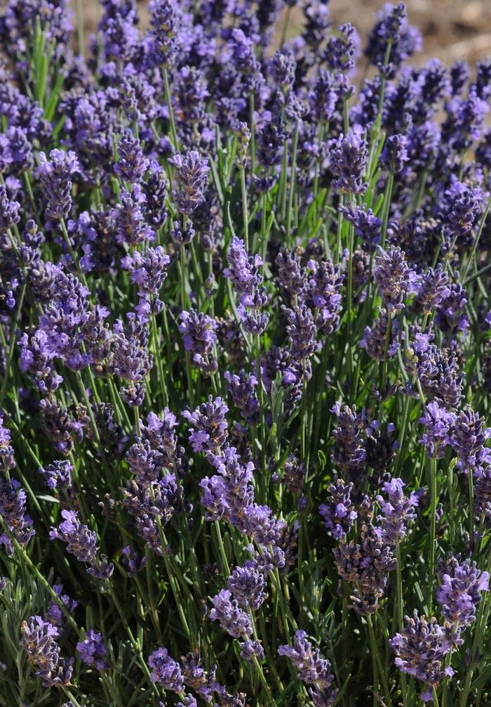 Lavandula angustifolia SuperBlue