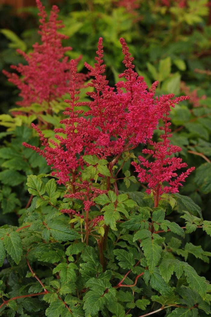 Astilbe japonica Younique™ Carmine