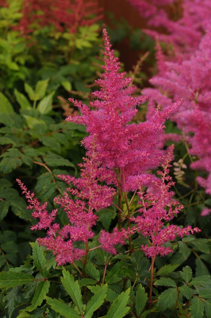 Astilbe japonica Younique™ Lilac