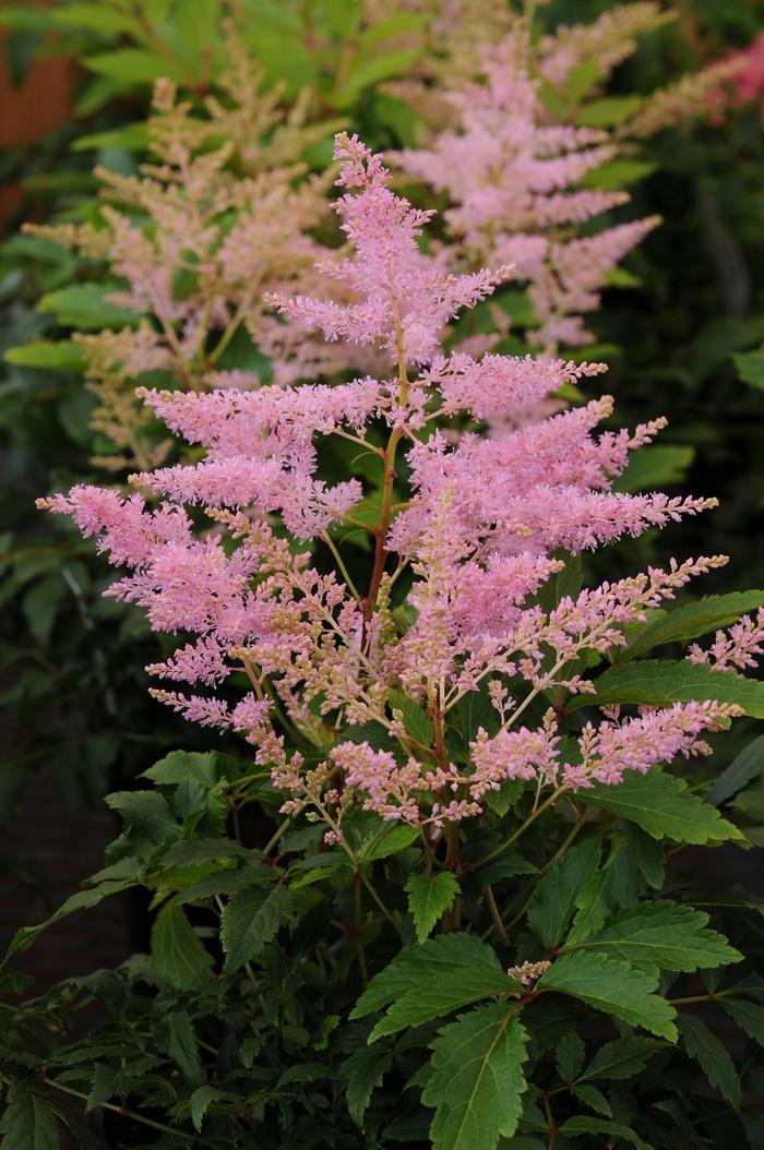 Astilbe japonica Younique™ Silvery Pink