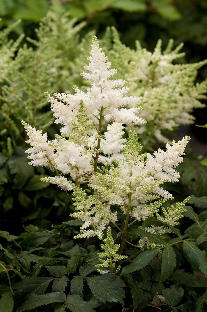 Astilbe japonica Younique™ White