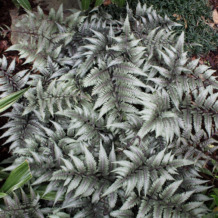 Athyrium niponicum 'Godzilla' Giant Japanese Painted Fern from ...