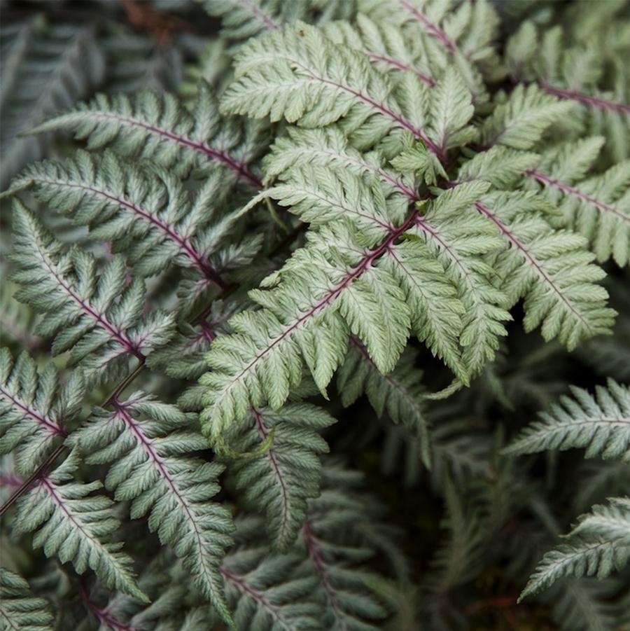 Athyrium niponicum pictum Metallicum