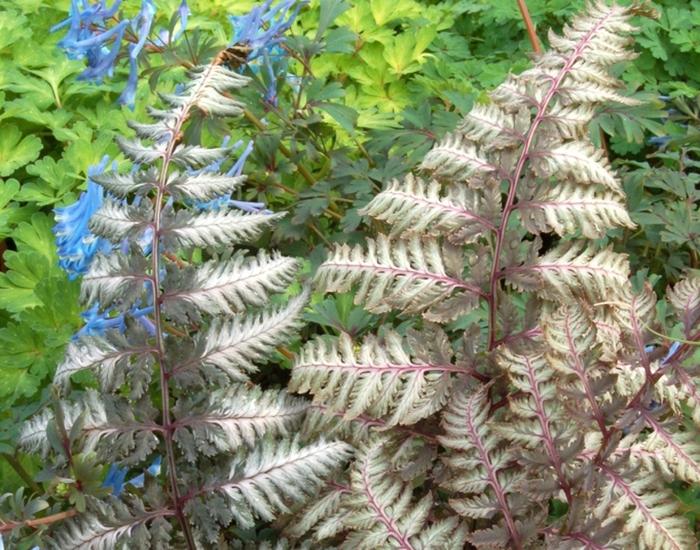 Athyrium niponicum var. pictum Pewter Lace