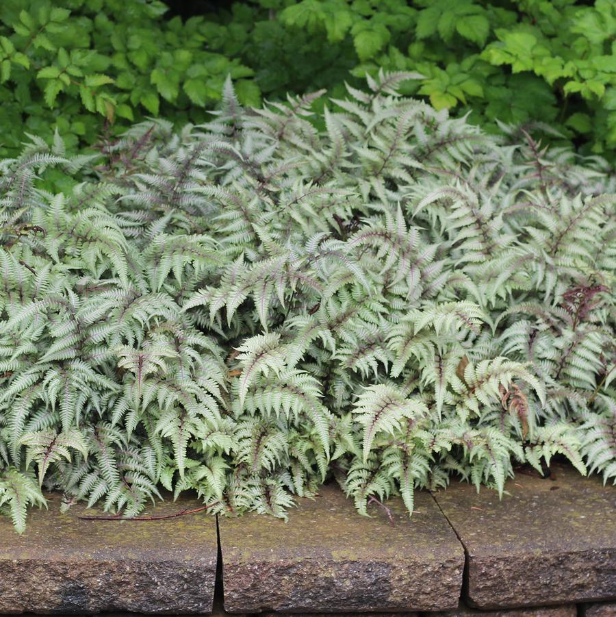 Athyrium niponicum Regal Red