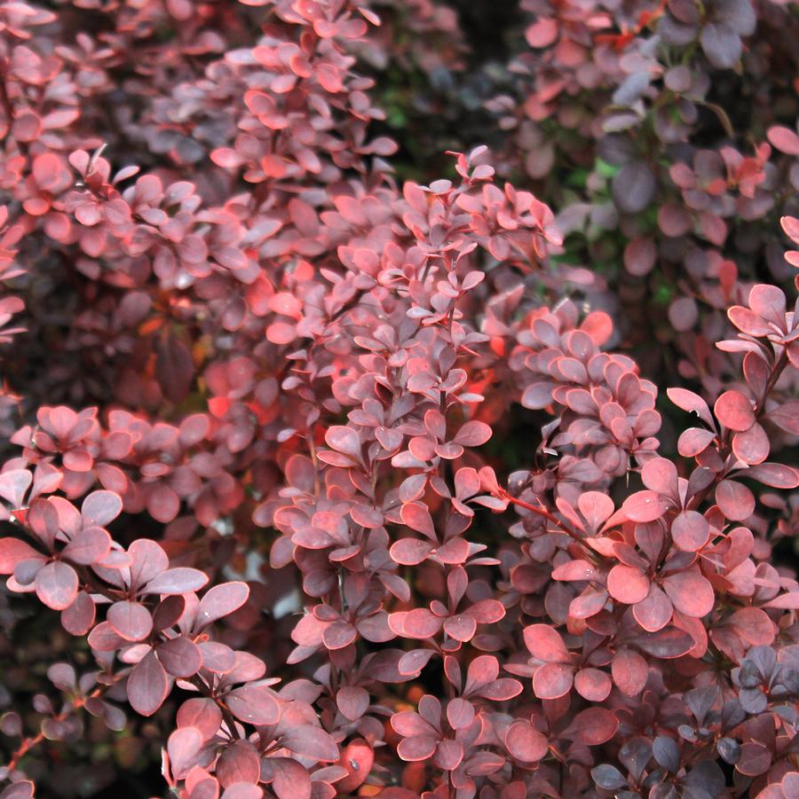 Berberis thunbergii Ruby Carousel®