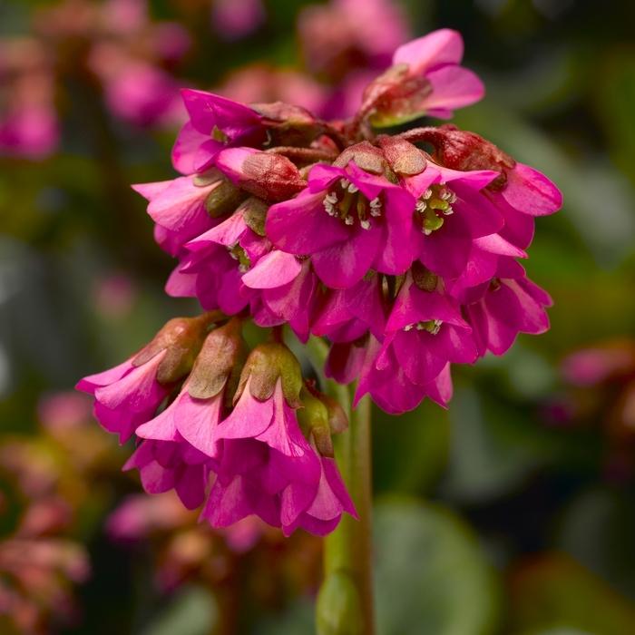 Bergenia cordifolia Shoeshine™ Rose