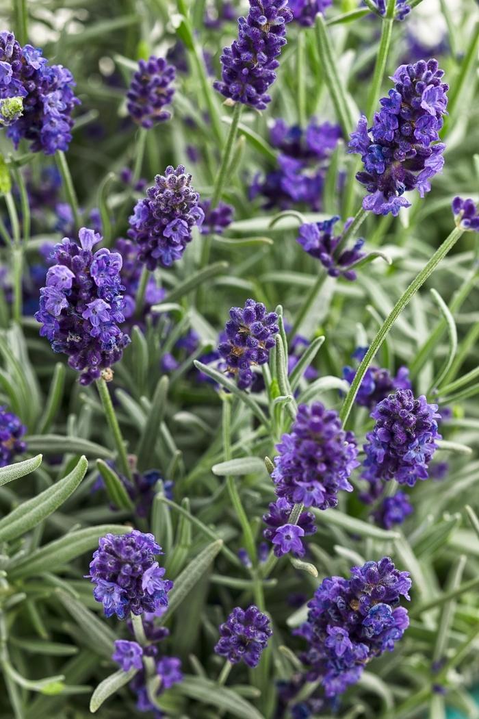 Lavandula angustifolia Sweet Romance®