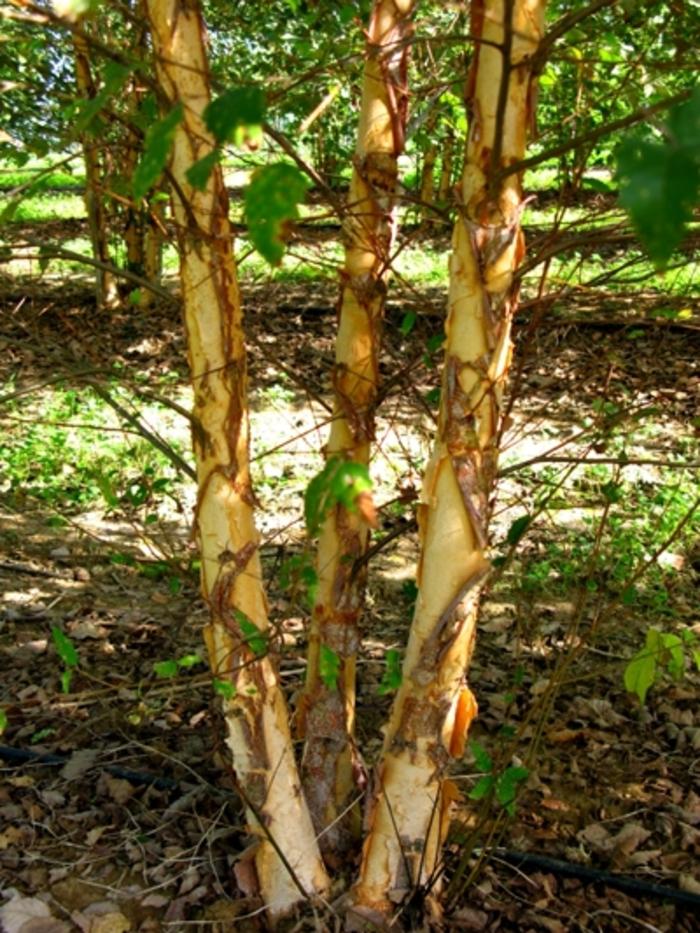 Betula nigra Dura Heat®