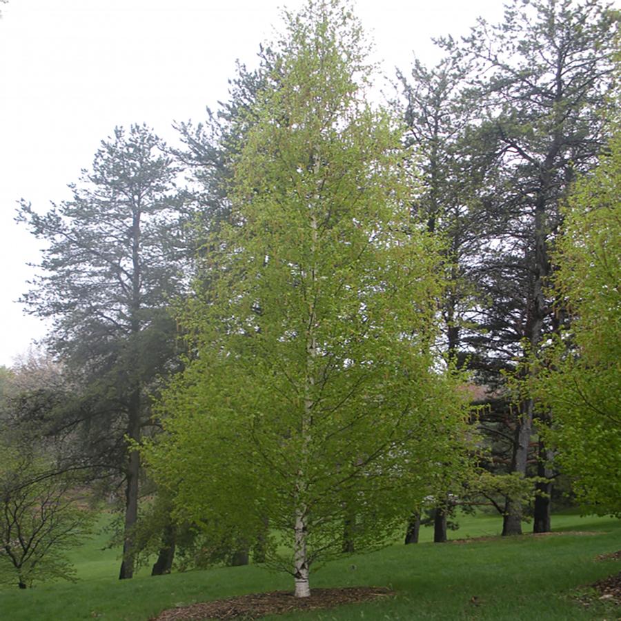 Betula platyphylla Dakota Pinnacle®