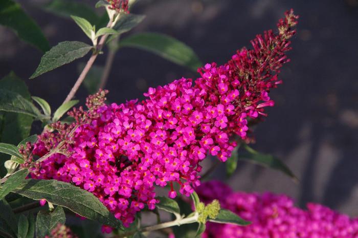 Buddleia davidii Buzz™ Hot Raspberry