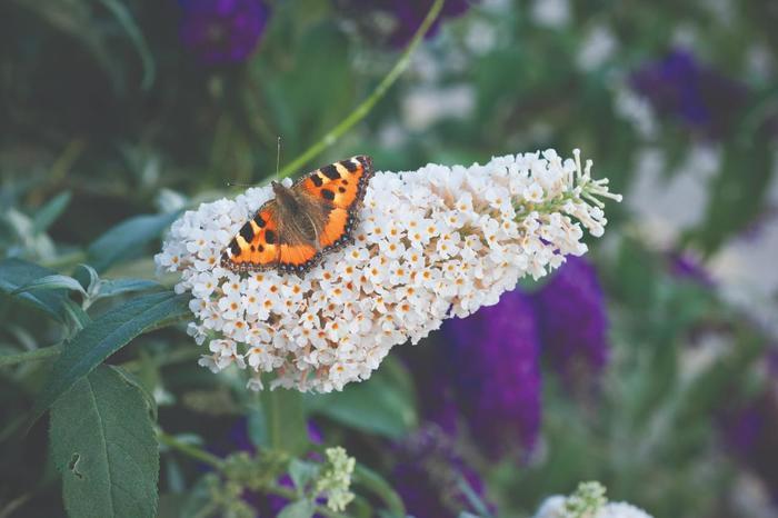 Buddleia davidii Buzz® Ivory