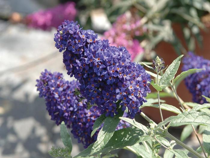 Buddleia davidii Buzz® Midnight