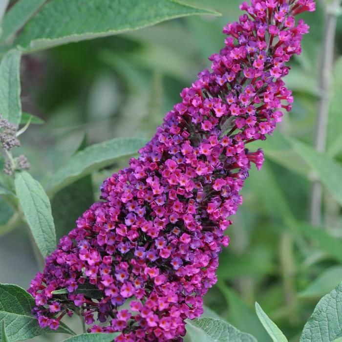 Buddleia davidii Buzz® Velvet