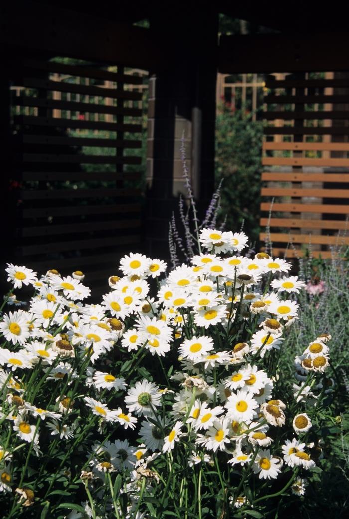 Leucanthemum x superbum Becky