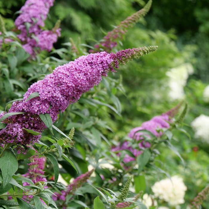 Buddleia Pugster Pinker® Pugster Pinker®