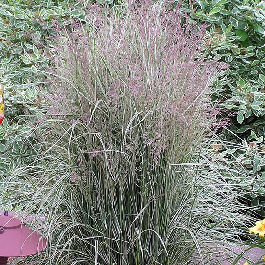 Calamagrostis x acutiflora Lightning Strike