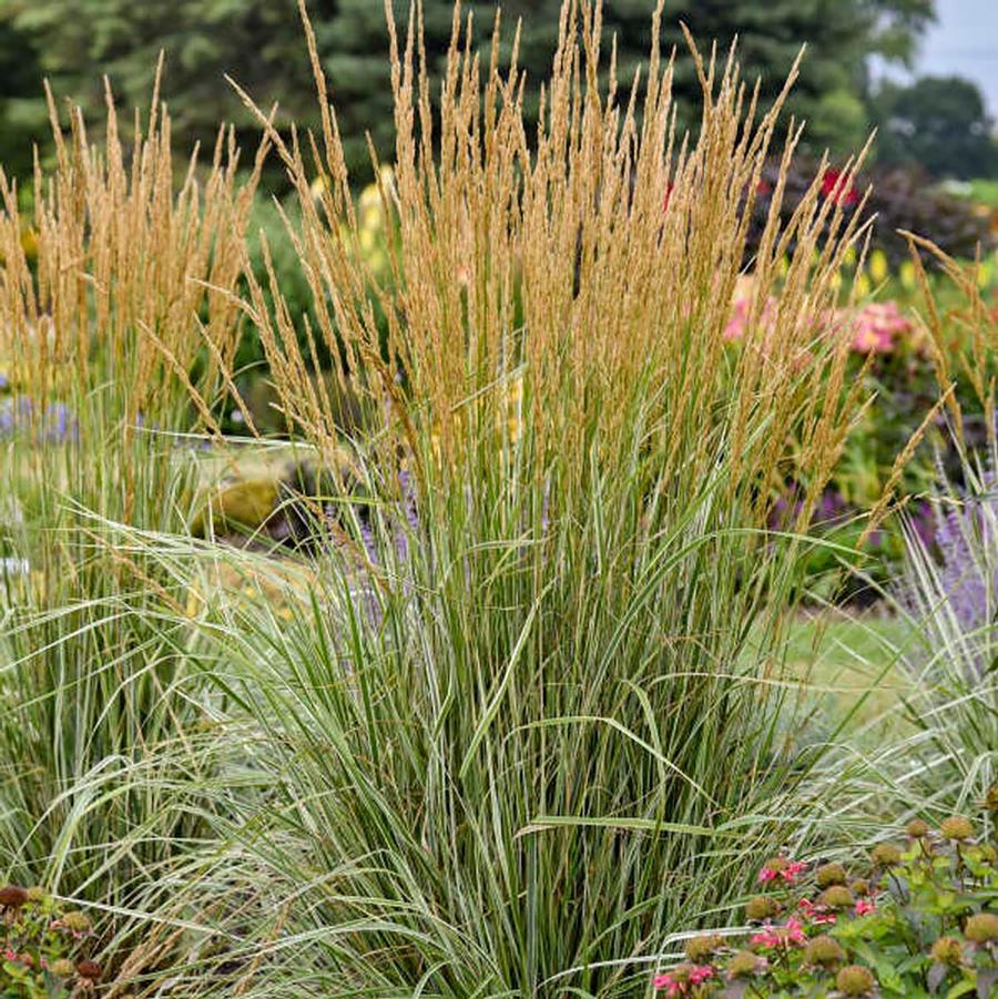 Calamagrostis acutiflora Hello Spring™