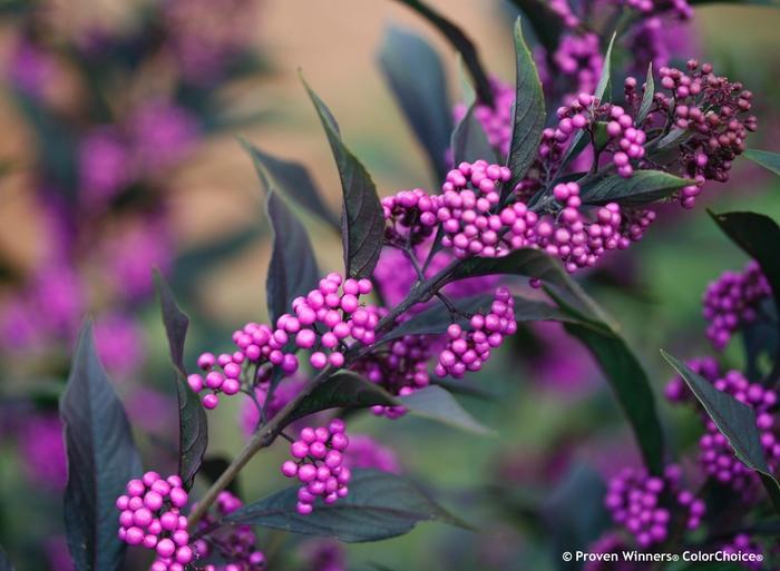 Callicarpa Pearl Glam®