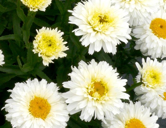 Leucanthemum x superbum Macaroon