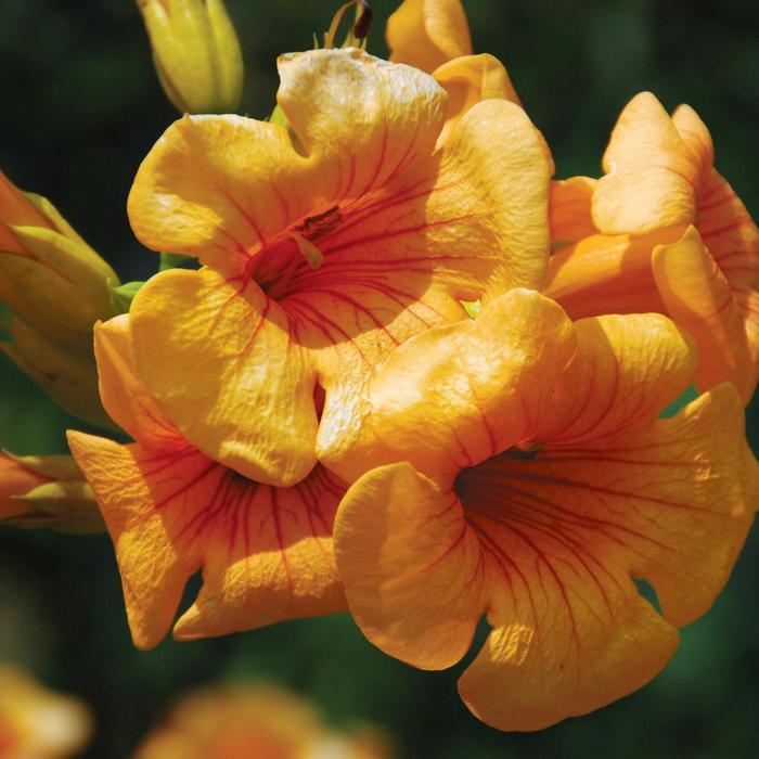 Campsis x tagliabuana Summer Jazz™ Sunrise Gold