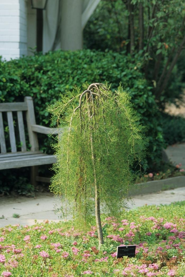 Caragana arborescens pendula Walker