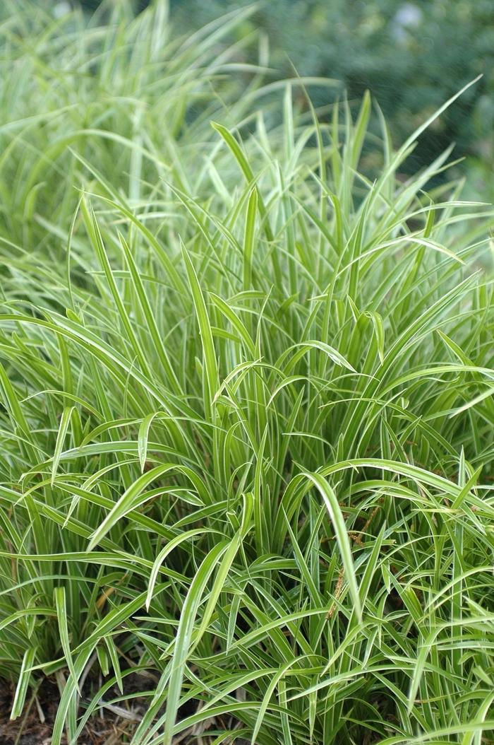 Carex morrowii Ice Dance