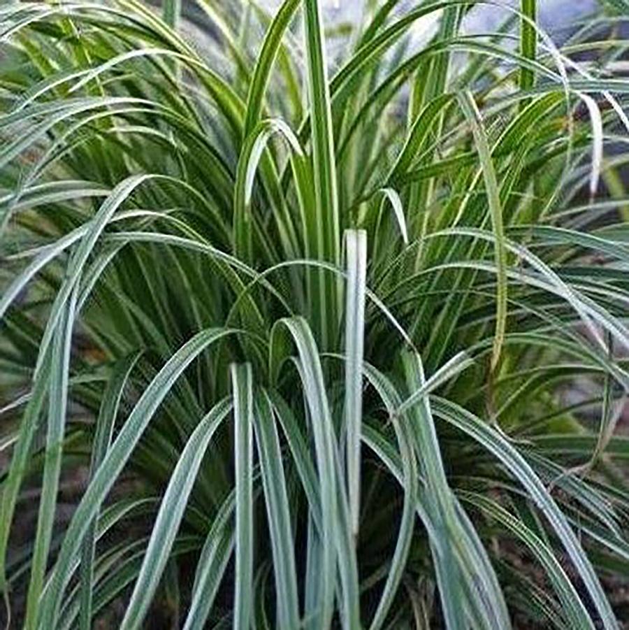 Carex morrowii Silver Sceptre