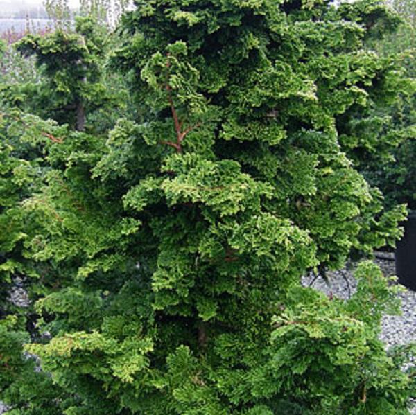 Chamaecyparis obtusa Well's Special