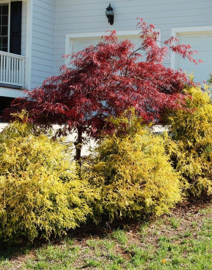 Chamaecyparis pisifera Golden Mop