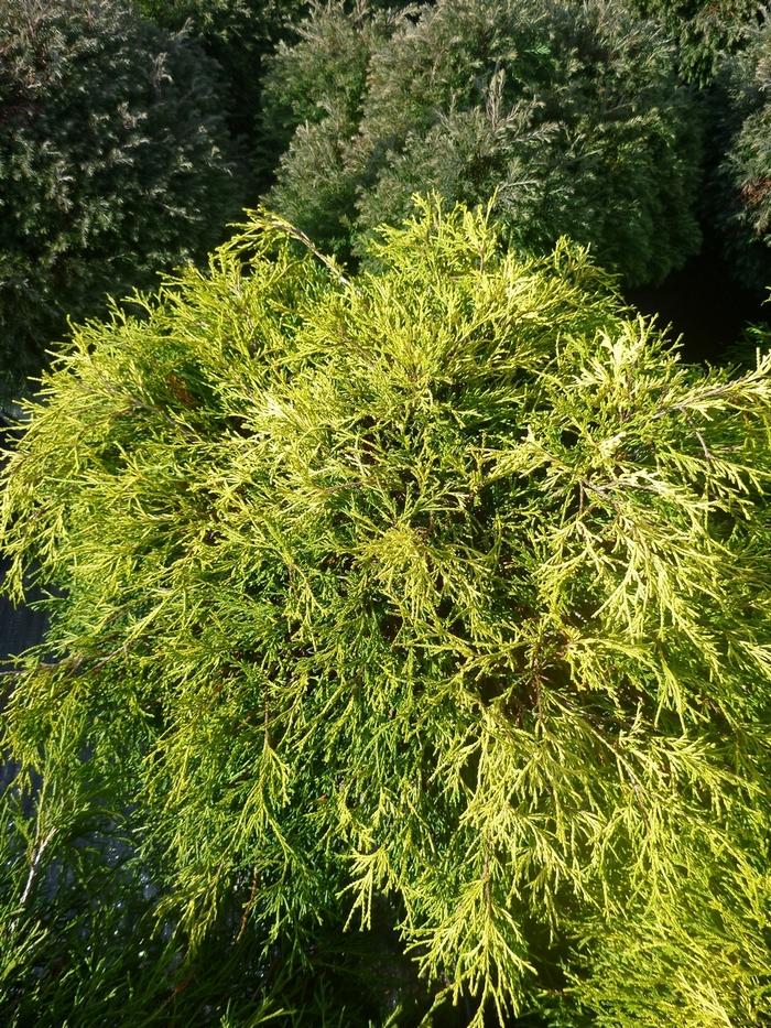 Chamaecyparis pisifera filifera Sungold