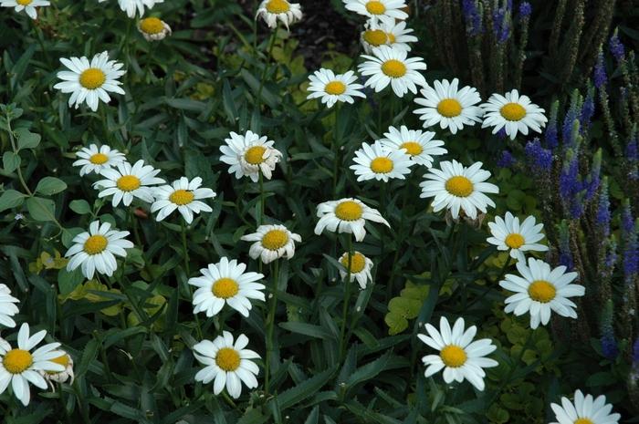 Leucanthemum x superbum Snowcap