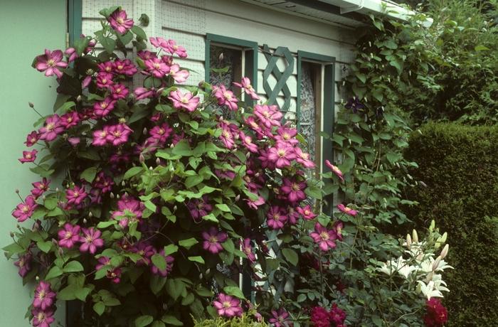 Clematis Bee's Jubilee