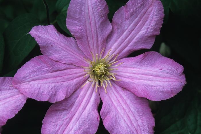 Clematis Comtesse De Bouchard