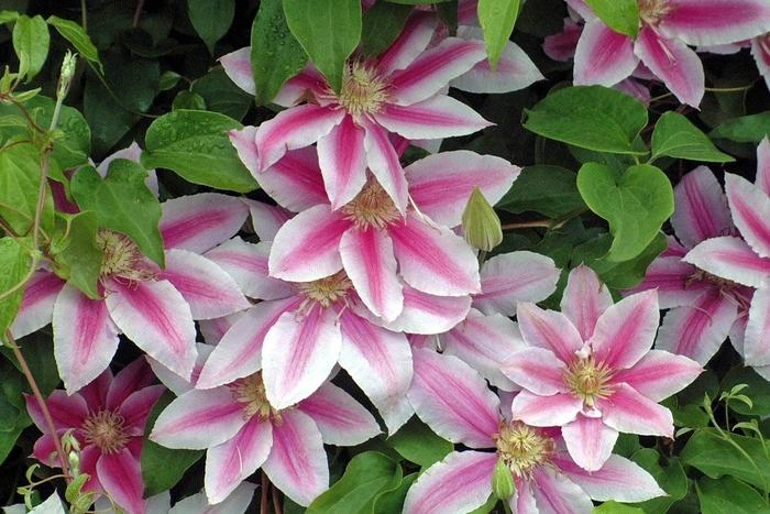 Clematis Doctor Ruppel